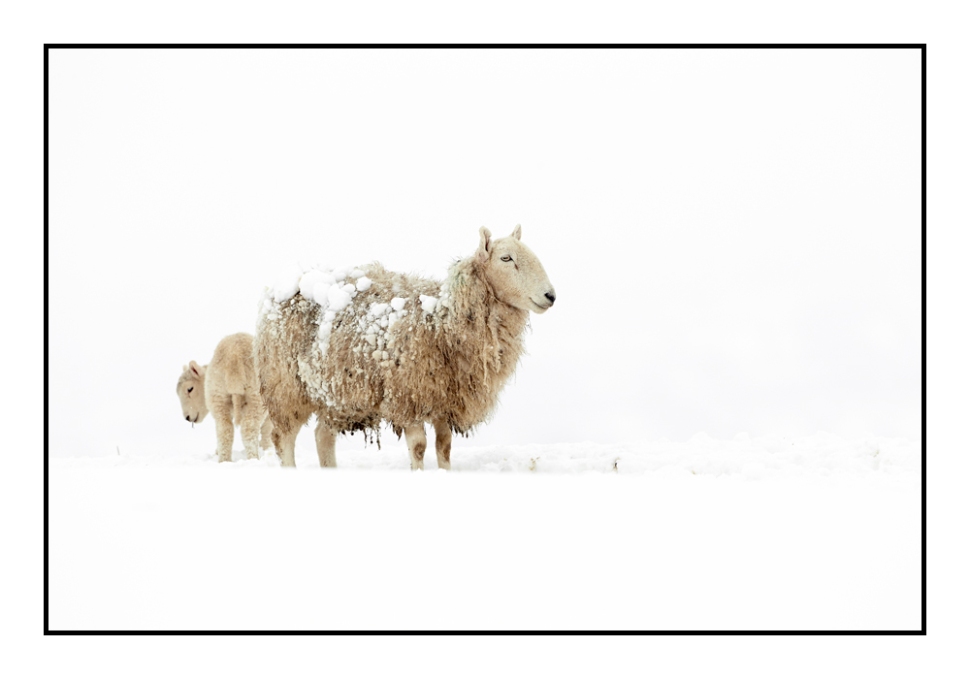 Snow-sheep-5_web