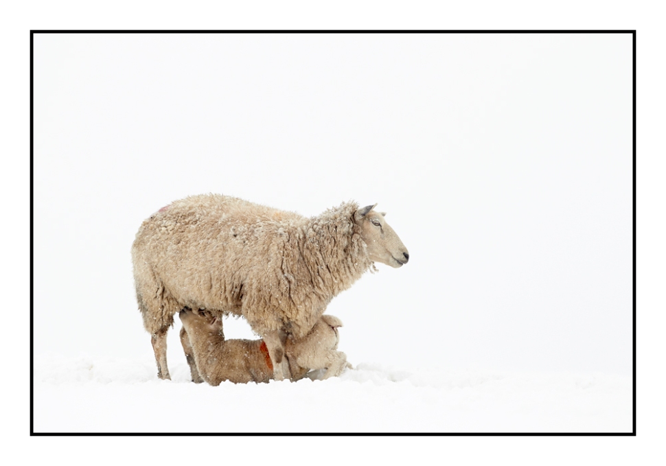 Snow-sheep-and-suckling-lamb_web