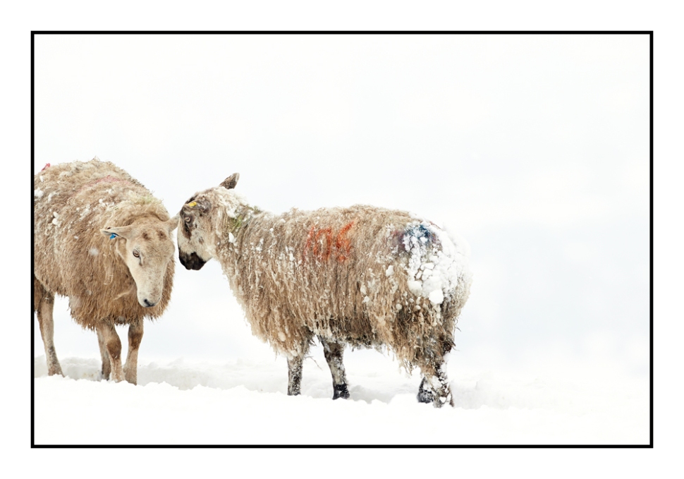 Snow-sheep-greeting_web