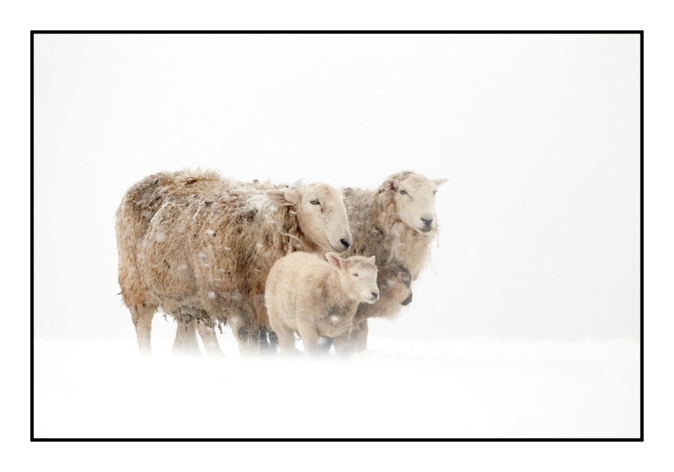Snow-sheep1_web